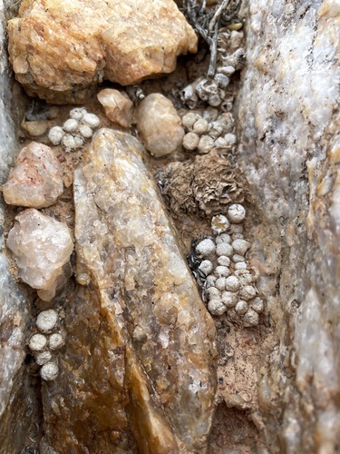 Conophytum ectypum