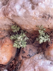 Cheilanthes deltoidea deltoidea