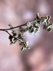 Cheilanthes deltoidea deltoidea