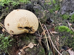 Scleroderma citrinum