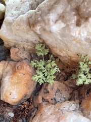 Cheilanthes deltoidea deltoidea