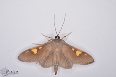 Nosophora