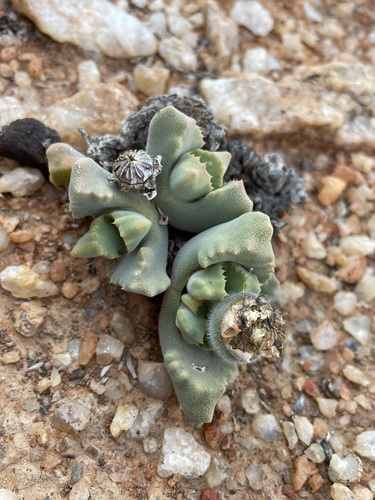 Cheiridopsis nana