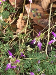 Bombus impatiens