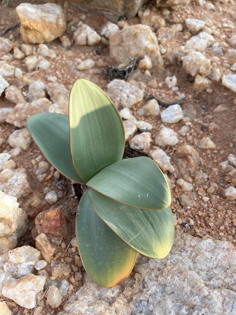 Brunsvigia herrei, Namakwa, ZA-NC, ZA