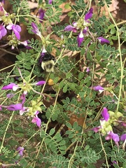 Bombus impatiens