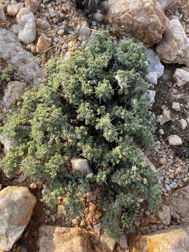 Image of Monsonia herrei by (c) Matt Berger, some rights reserved (CC BY)