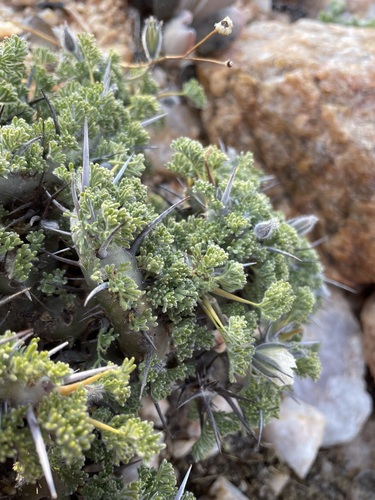 Image of Monsonia herrei by (c) Matt Berger, some rights reserved (CC BY)