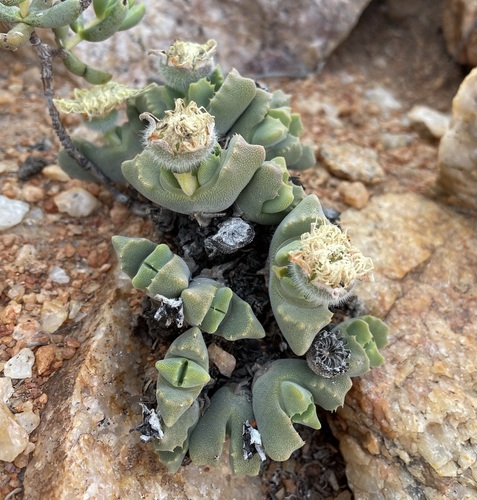 Cheiridopsis nana