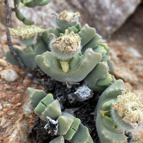 Cheiridopsis nana
