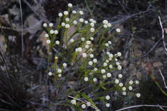 Phylica selaginoides