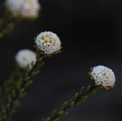 Phylica selaginoides