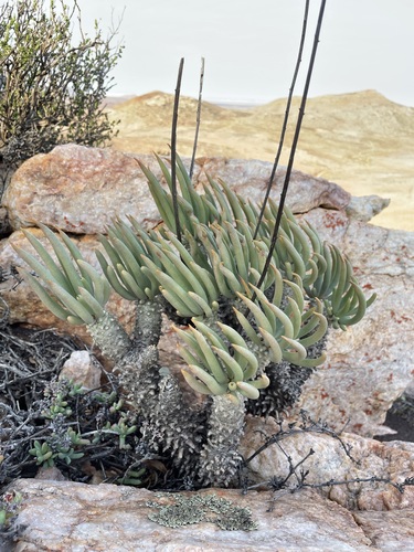 Tylecodon wallichii