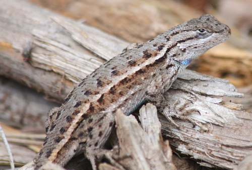 Sceloporus tristichus