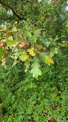 Quercus similis
