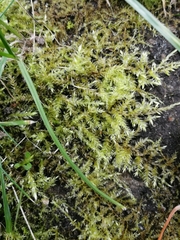 Bryophyta