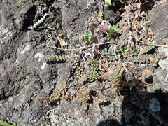 Euphorbia prostrata image