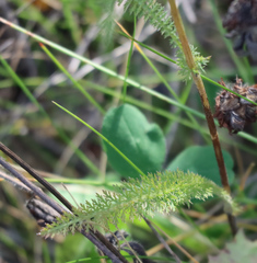Achillea millefolium borealis