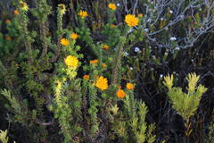 Oedera imbricata