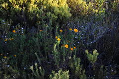 Oedera imbricata