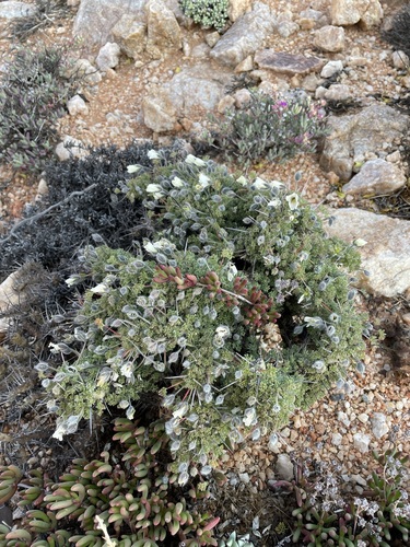 Image of Monsonia herrei by (c) Matt Berger, some rights reserved (CC BY)