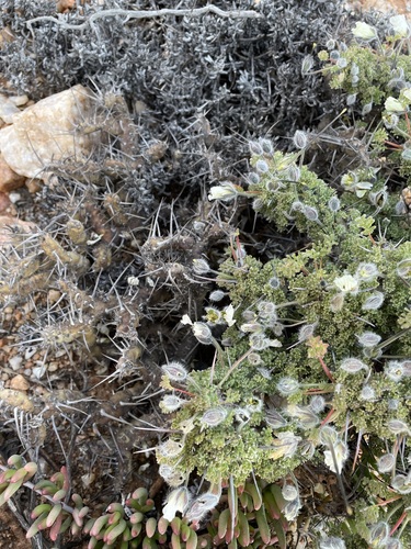 Monsonia herrei