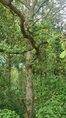 Quercus similis