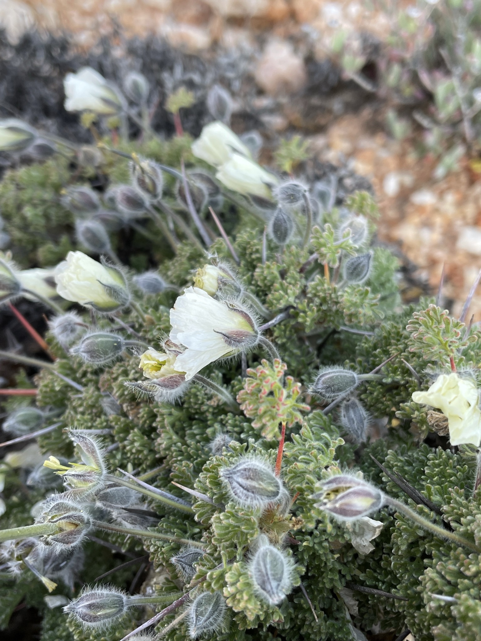 Monsonia herrei