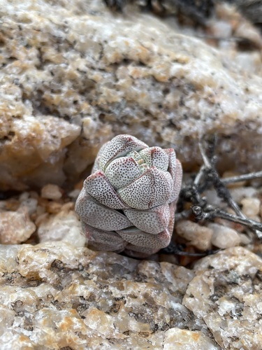 Crassula deceptor