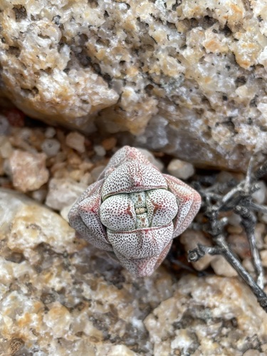 Crassula deceptor