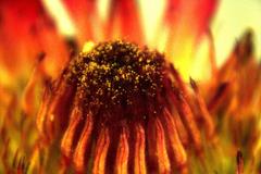 Proctolaelaps vandenbergi