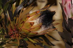 Proctolaelaps vandenbergi