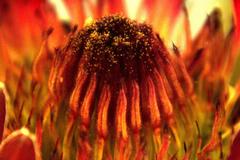 Proctolaelaps vandenbergi