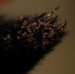 Proctolaelaps vandenbergi