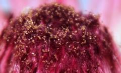 Proctolaelaps vandenbergi