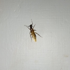 Camponotus