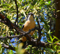 Laniarius ferrugineus