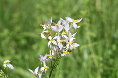 Exacum tetragonum