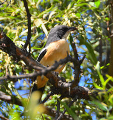 Laniarius ferrugineus