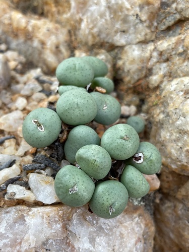 Conophytum flavum