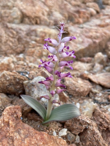 Image of Lachenalia carnosa by (c) Matt Berger, some rights reserved (CC BY)