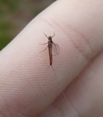 Baetis fuscatus