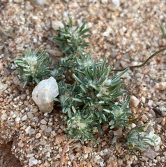 Ifloga paronychioides