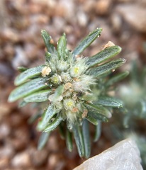 Ifloga paronychioides