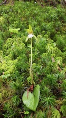 Dactylostalix ringens