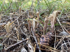 Clavariadelphus ligula