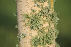 Ramalina