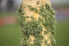 Ramalina