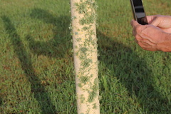 Ramalina
