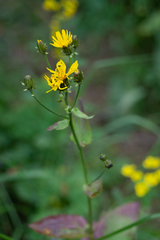Crepis lyrata